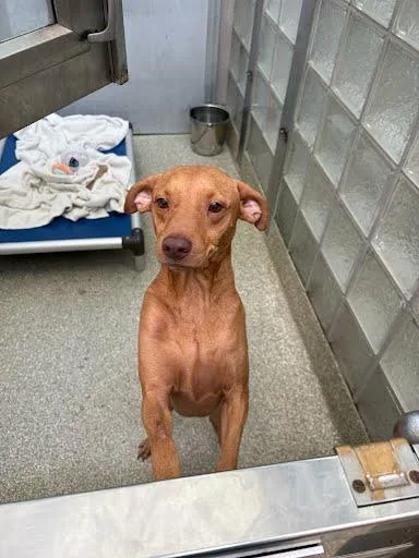 An adult medium-sized male Pit Bull Terrier dog named Diego for adoption in Washington, DC