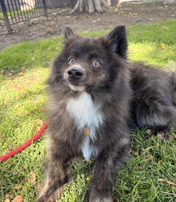 An adult medium-sized male American Eskimo Dog dog named Koda for adoption in Oakland, CA
