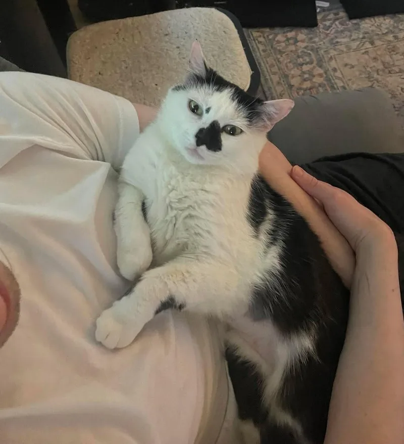 A young medium-sized female Black & White / Tuxedo Domestic Short Hair cat named Winnie for adoption in Roslindale, MA