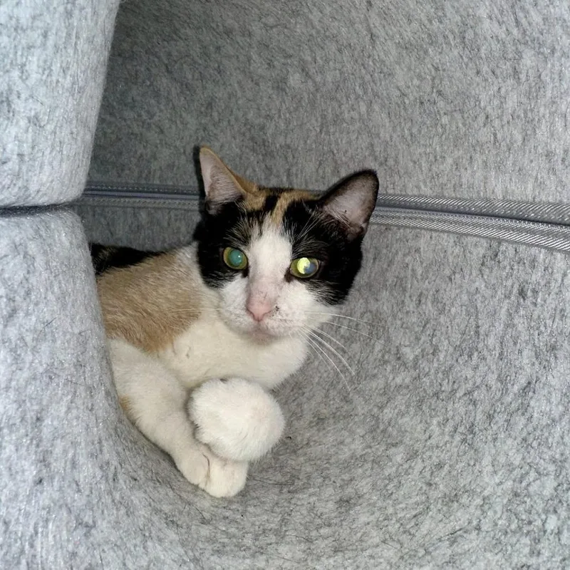 Queen Grimhilde thumbnail 2