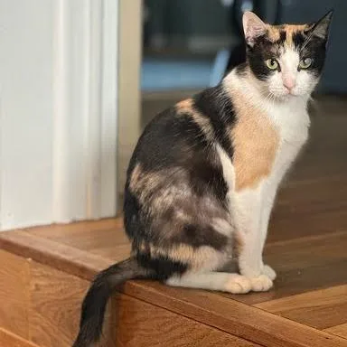 Queen Grimhilde thumbnail 3