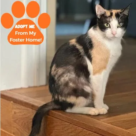 Queen Grimhilde thumbnail 4