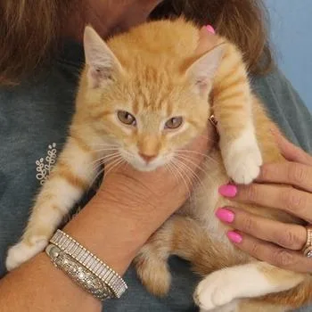 A baby small-sized male Orange / Red Domestic Short Hair cat named Mandarin for adoption in Birmingham, AL