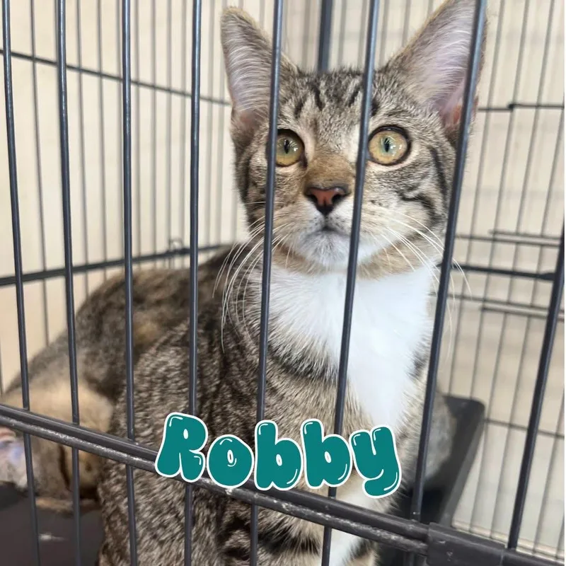 Robby thumbnail 3