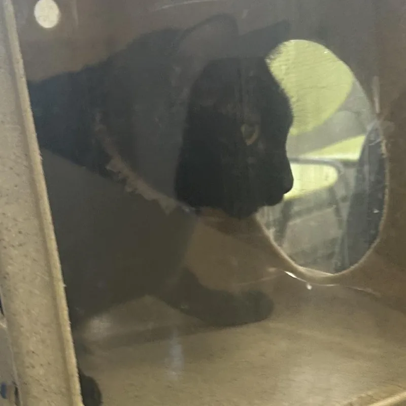 An adult medium-sized female Black Domestic Short Hair cat named Lucky for adoption in Philadelphia, PA