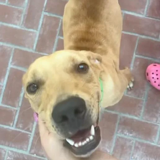 Scooby Boy thumbnail 2