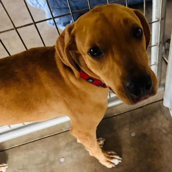 Scooby Boy thumbnail 4