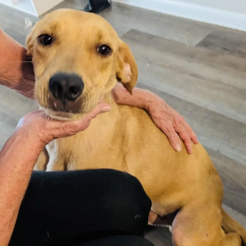 Scooby Boy thumbnail 5