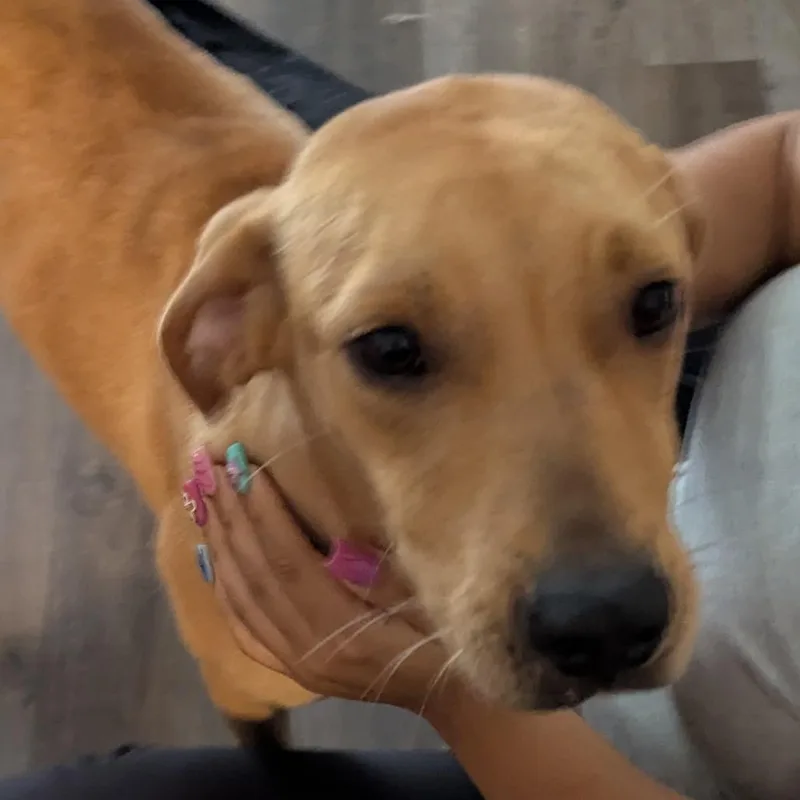 Scooby Boy thumbnail 6