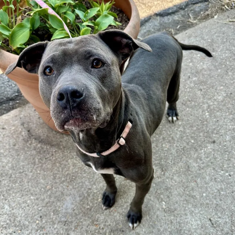An adult large-sized female Gray / Blue / Silver Pit Bull Terrier dog named Cass FC KS for adoption in Union, MO