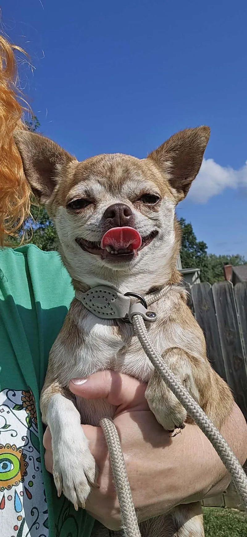 A young small-sized female Brindle Chihuahua dog named Reba for adoption in Dyer, IN