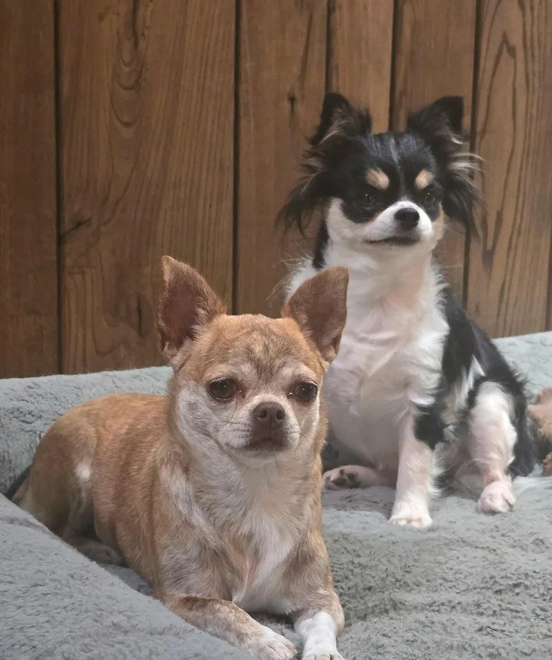 Reba thumbnail 3