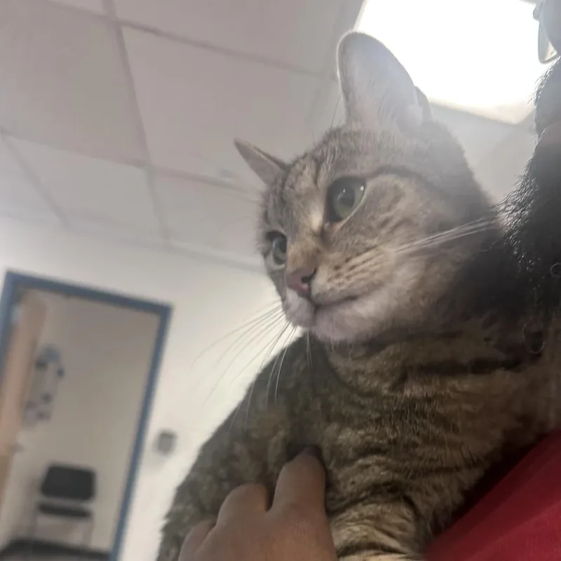 An adult large-sized female Brown / Chocolate Domestic Short Hair cat named Littles for adoption in Philadelphia, PA