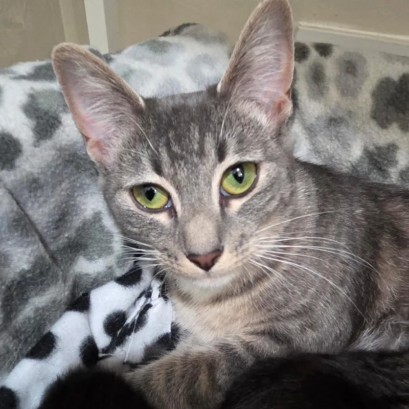 A young medium-sized female Gray / Blue / Silver Domestic Short Hair cat named Crissy for adoption in Hamburg, NY