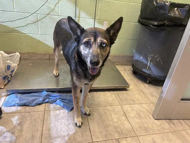 An adult large-sized female German Shepherd Dog dog named Daisy for adoption in Grand Prairie, TX