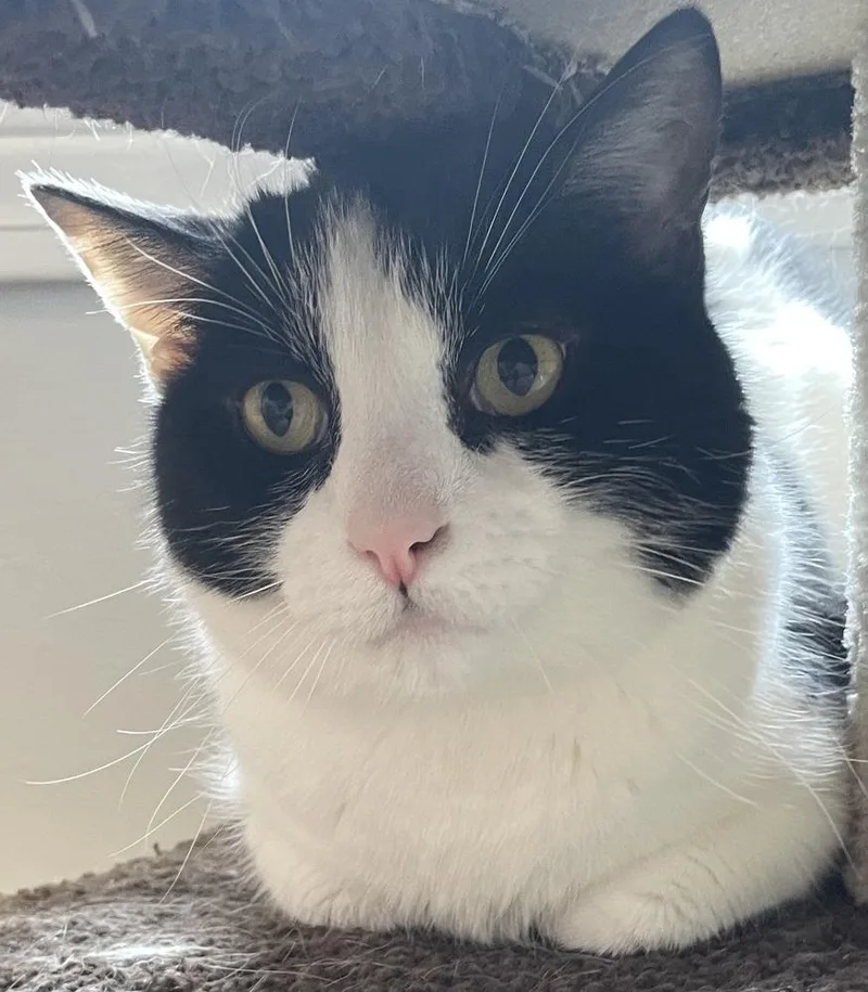 An adult medium-sized male Black & White / Tuxedo Domestic Short Hair cat named W Domino for adoption in Southbury, CT