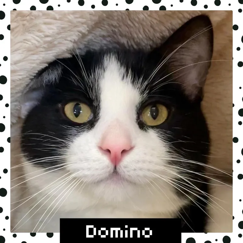 W Domino thumbnail 2