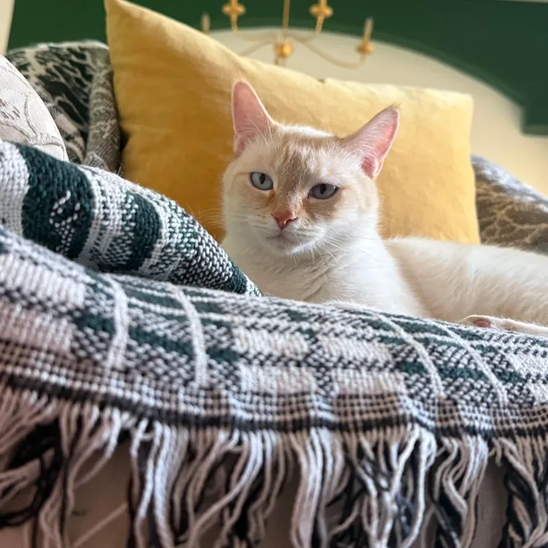 A young medium-sized female White Domestic Short Hair cat named Almond for adoption in Tempe, AZ
