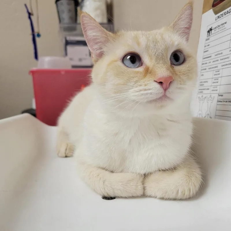 Almond thumbnail 6