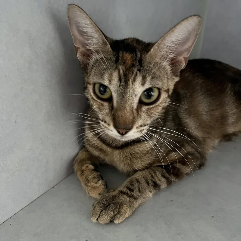 A young small-sized female Brown / Chocolate Domestic Short Hair cat named Maple for adoption in Sarasota, FL