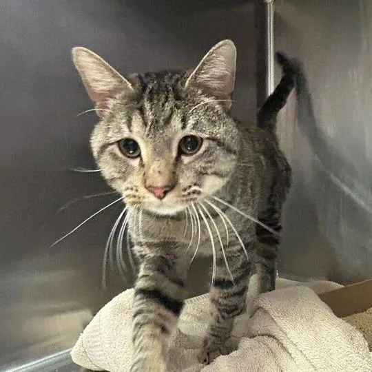An adult large-sized male Brown / Chocolate Domestic Short Hair cat named House Guest for adoption in Davenport, IA