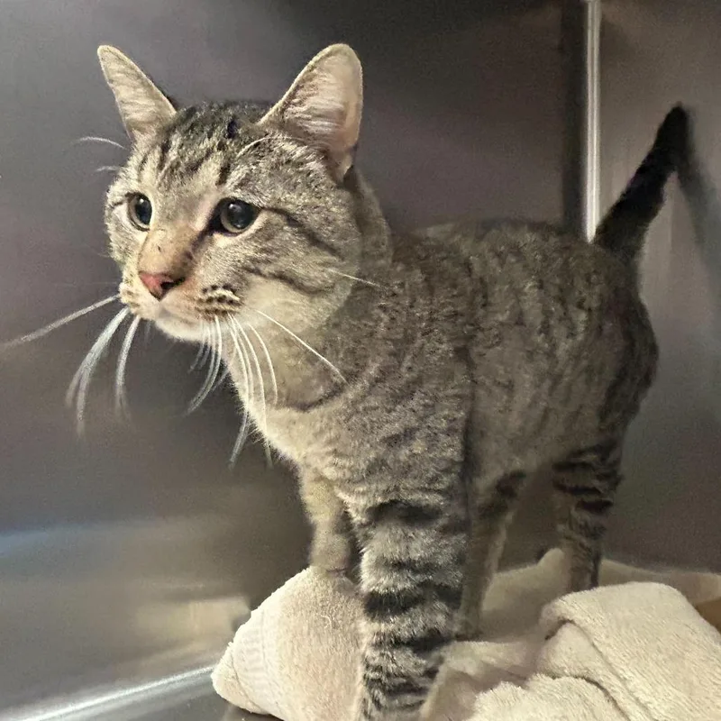 House Guest thumbnail 2