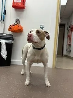 An adult large-sized female Pit Bull Terrier dog named Darla for adoption in South Bend, IN
