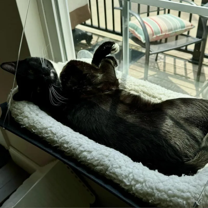 Bill Bixby thumbnail 2