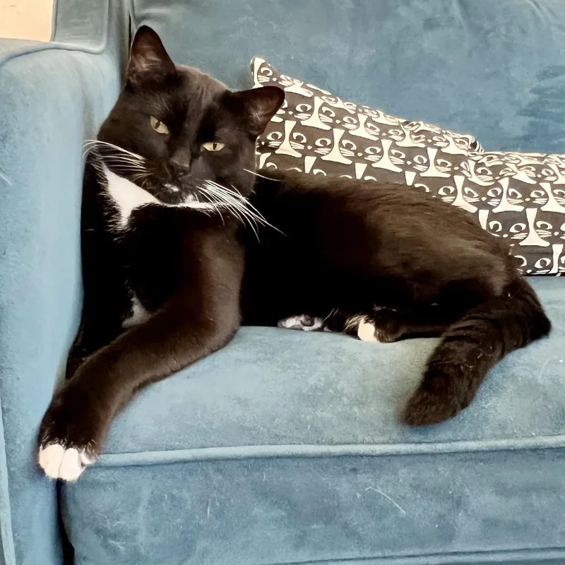 Bill Bixby thumbnail 5