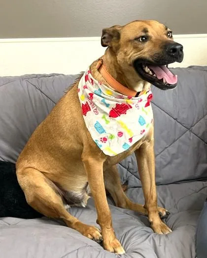 An adult large-sized male Black Mouth Cur dog named Lupin for adoption in Madison, NJ