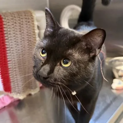 An adult medium-sized male Black Domestic Short Hair cat named Chester for adoption in Lansing, MI