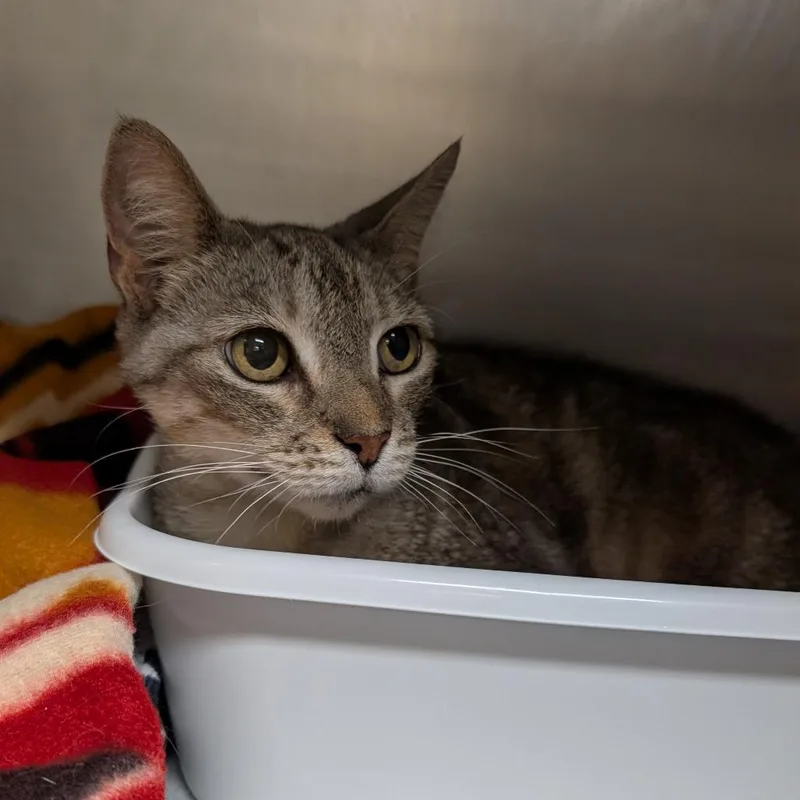 A senior medium-sized male Gray / Blue / Silver Domestic Short Hair cat named Pablo for adoption in Titusville, FL