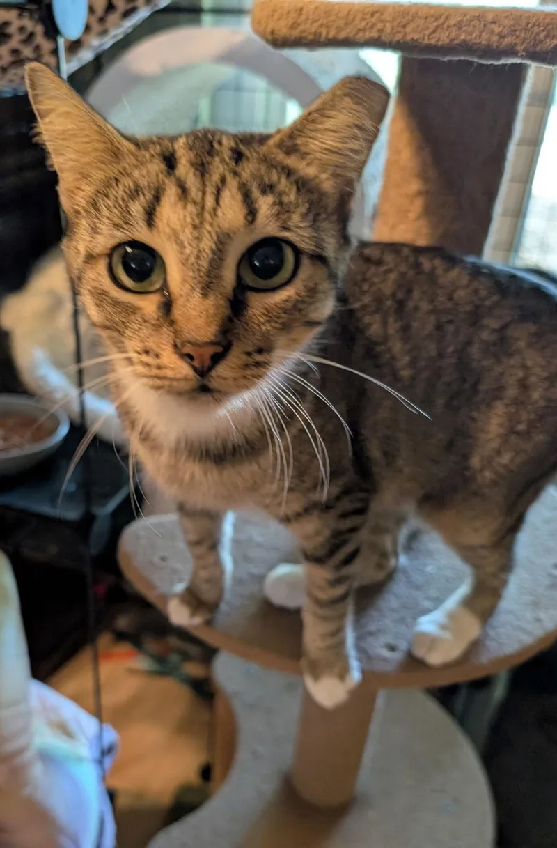 An adult medium-sized female Domestic Short Hair cat named Andromeda for adoption in Oviedo, FL