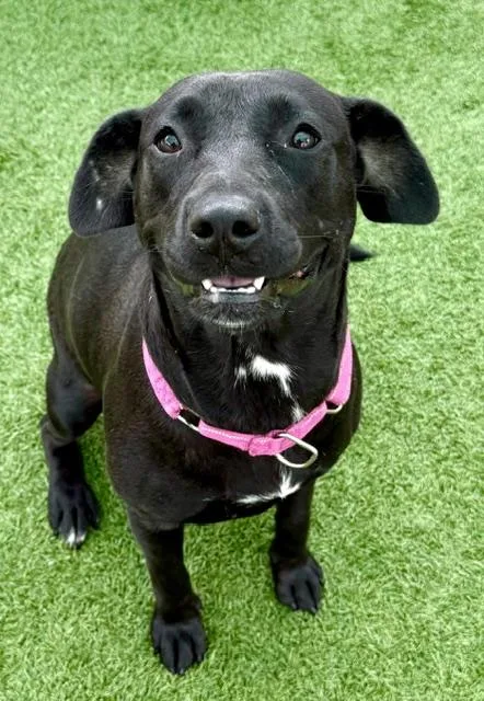 A young medium-sized female Labrador Retriever dog named Adelaide for adoption in Sarasota, FL