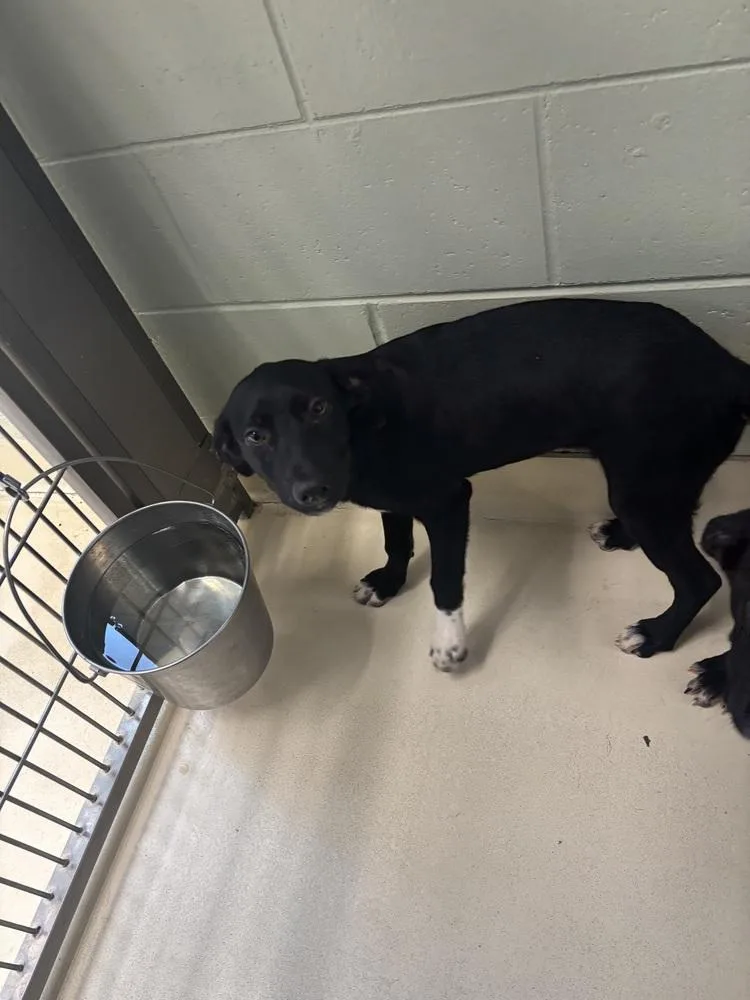 A baby small-sized female Tricolor (Brown, Black, & White) Mixed Breed dog named Mist for adoption in Kalamazoo, MI