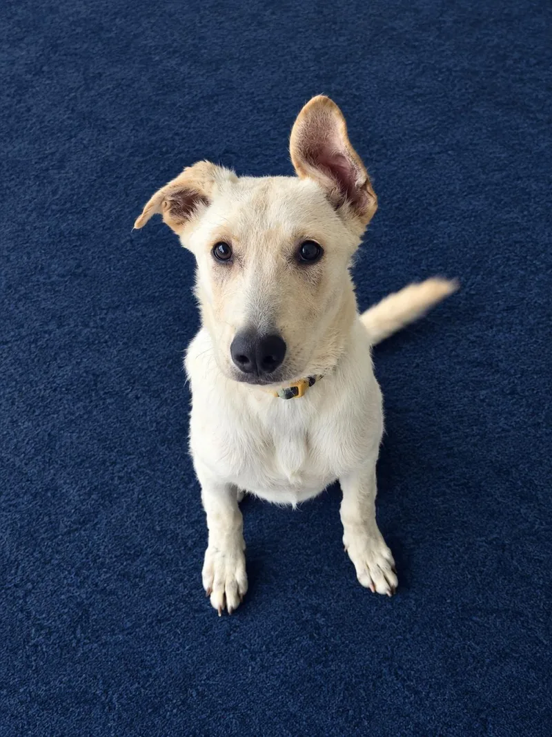 A baby medium-sized male White German Shepherd dog named Cody for adoption in Woodland Hills, CA