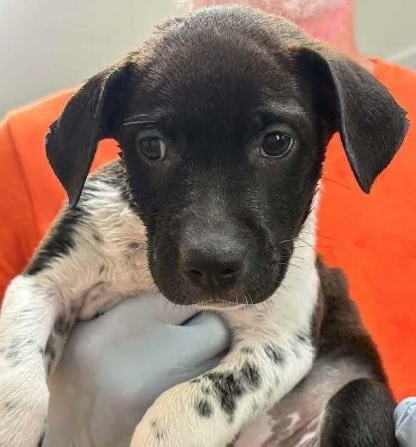 Bagel Crumb thumbnail 5