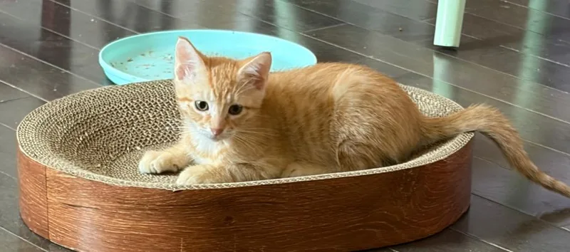 A baby medium-sized male Domestic Short Hair cat named Pumpkin for adoption in New Orleans, LA