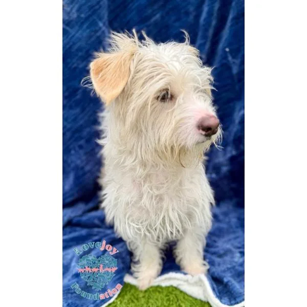 A young small-sized male White / Cream West Highland White Terrier / Westie dog named Chase COH for adoption in Inglewood, CA