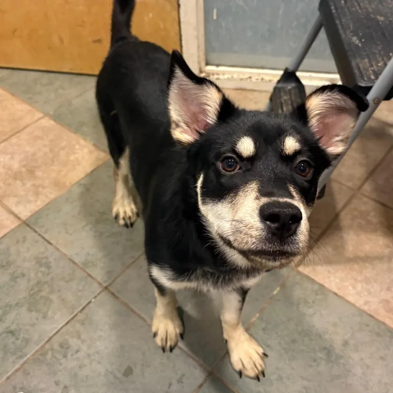 A young medium-sized female Black Mixed Breed dog named Alaska for adoption in Chattanooga, TN