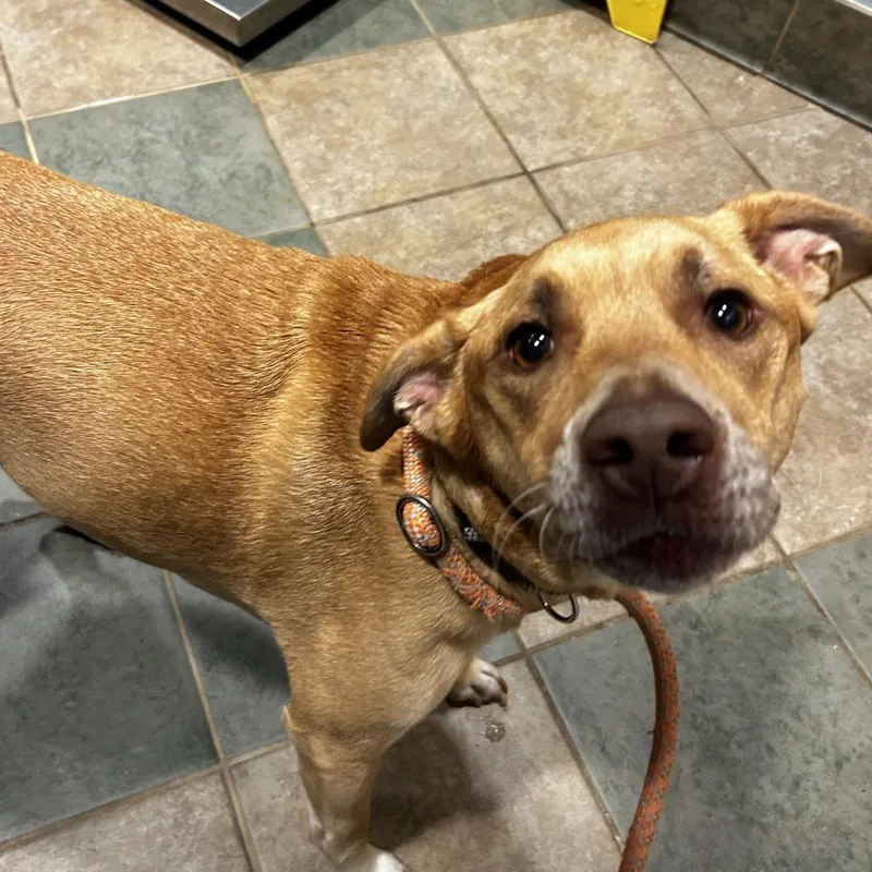 A young medium-sized female Yellow / Tan / Blond / Fawn Mixed Breed dog named Mia for adoption in Chattanooga, TN