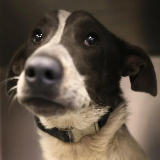 A young medium-sized male Terrier dog named Sosuke for adoption in San Antonio, TX