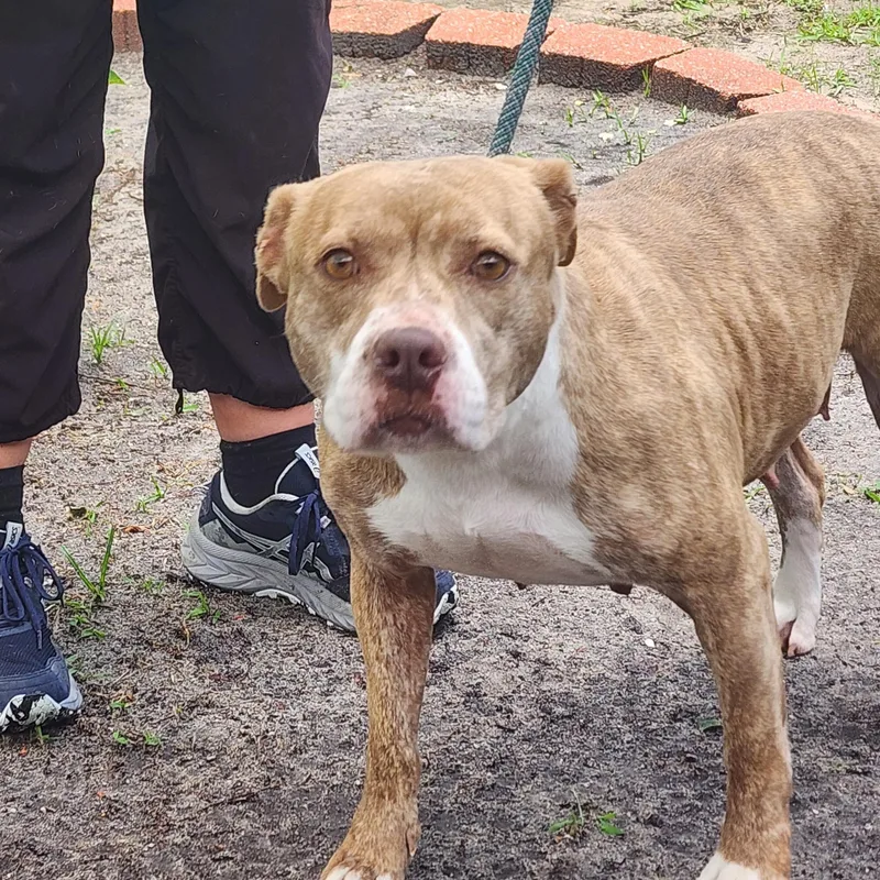 An adult medium-sized female Bicolor Mixed Breed dog named Mia for adoption in Slidell, LA