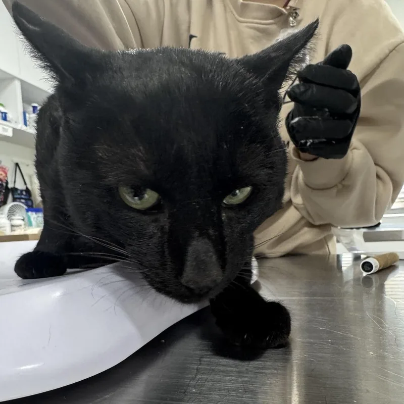 An adult large-sized male Black Domestic Short Hair cat named Smokey for adoption in Newark, NJ