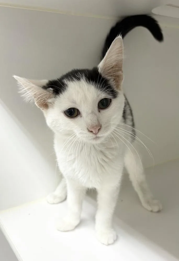 A baby medium-sized female Black & White / Tuxedo Domestic Short Hair cat named Lydia for adoption in Rochester, IN