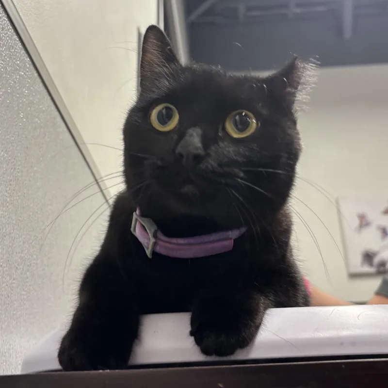 An adult medium-sized female Black Domestic Short Hair cat named Lily for adoption in Tampa, FL