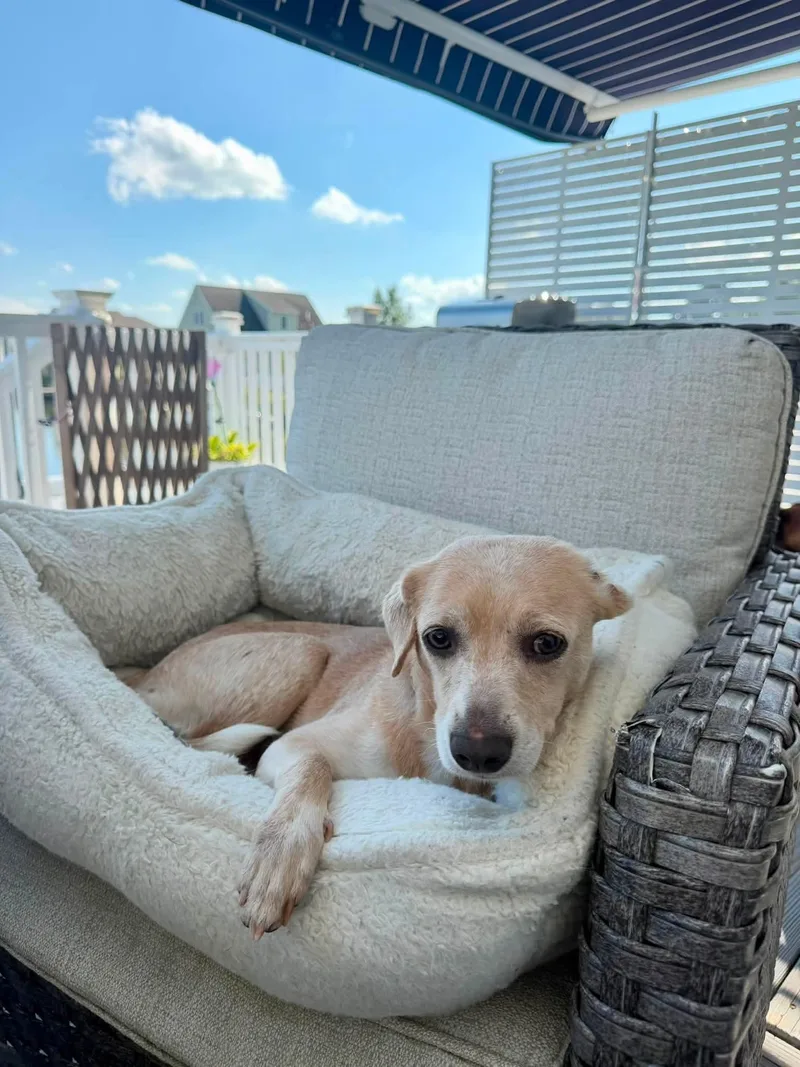 An adult small-sized female Yellow / Tan / Blond / Fawn Chihuahua dog named Rose for adoption in Browns Mills, NJ