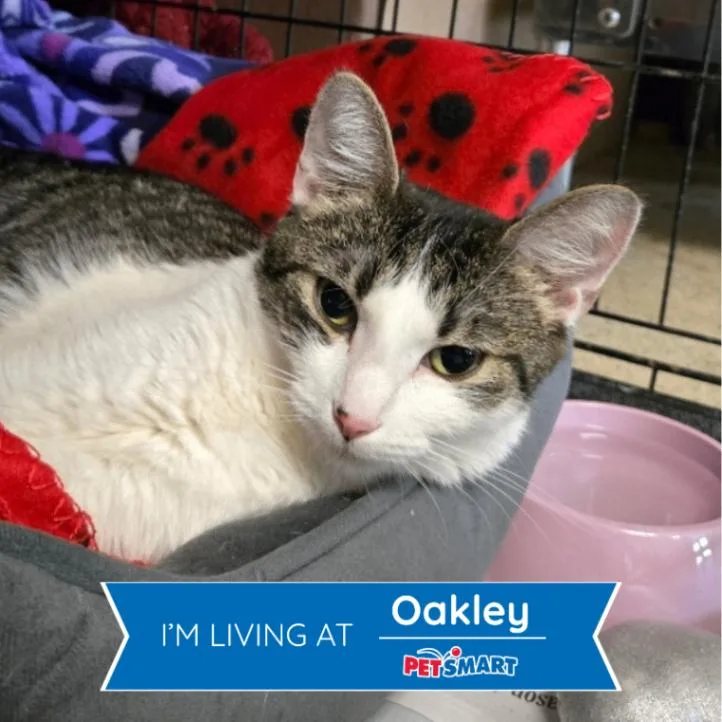 An adult medium-sized female Tabby (Brown / Chocolate) Domestic Short Hair cat named Luna for adoption in Cincinnati, OH