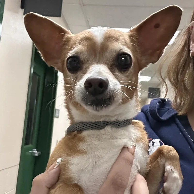 A senior small-sized female Yellow / Tan / Blond / Fawn Chihuahua dog named Deloris for adoption in Reno, NV