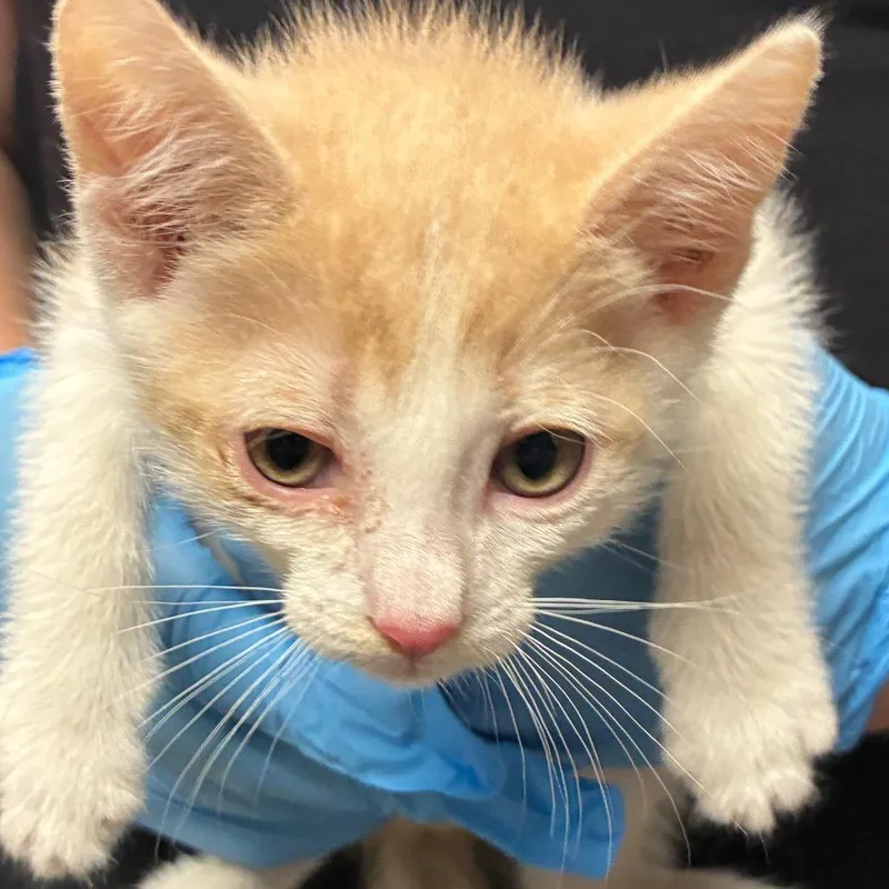 A baby small-sized male Orange / Red Domestic Short Hair cat named Binky for adoption in Yuma, AZ